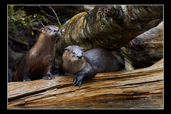 River Otters