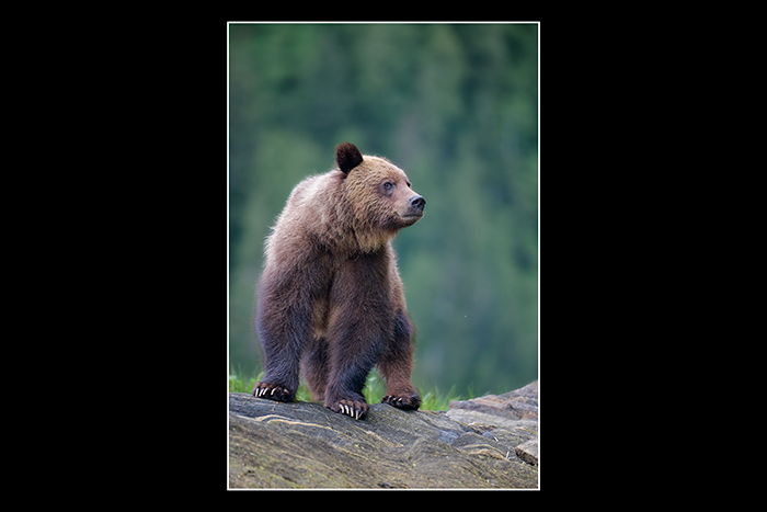 Bear_on_rock