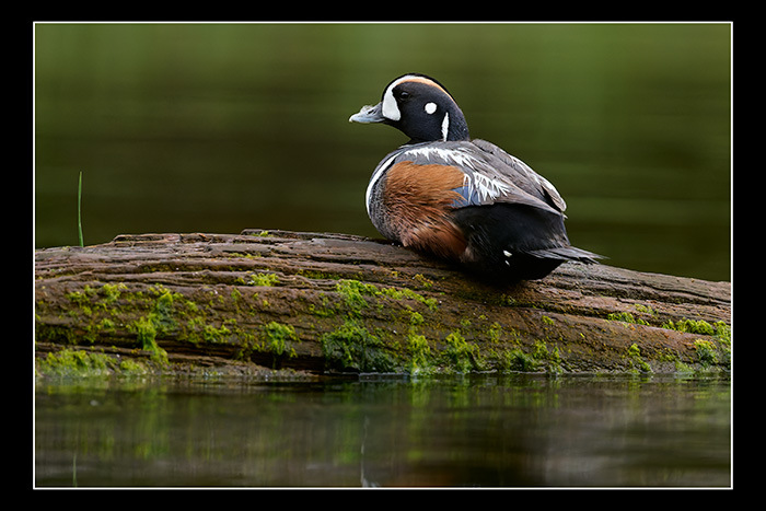 Duck_stop