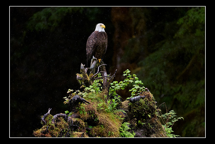 Eagle_view